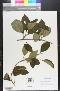 Schisandra glabra image