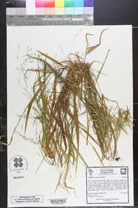 Kellochloa verrucosa image