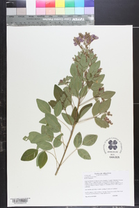 Lespedeza bicolor image