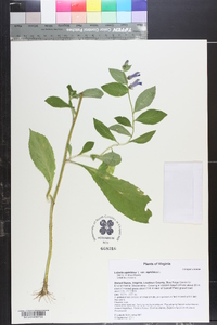 Lobelia siphilitica var. siphilitica image