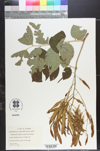 Cladrastis kentukea image