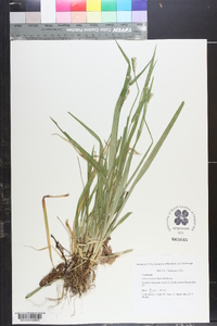 Carex kraliana image