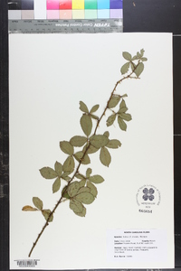 Rubus trivialis image