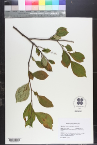 Styrax americanus image