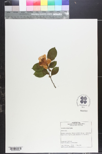 Stewartia rostrata image