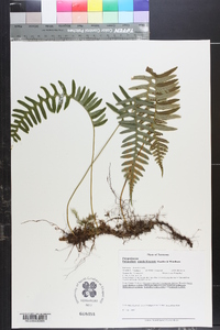 Polypodium appalachianum image