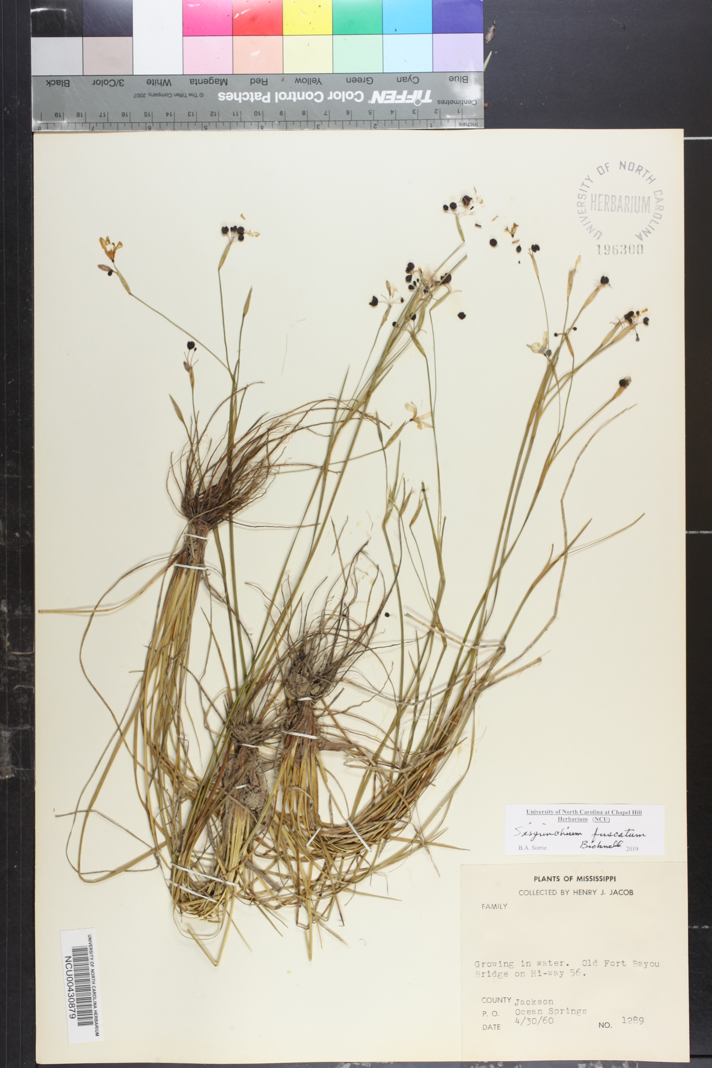 Sisyrinchium fuscatum image
