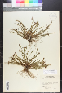 Sisyrinchium rosulatum image