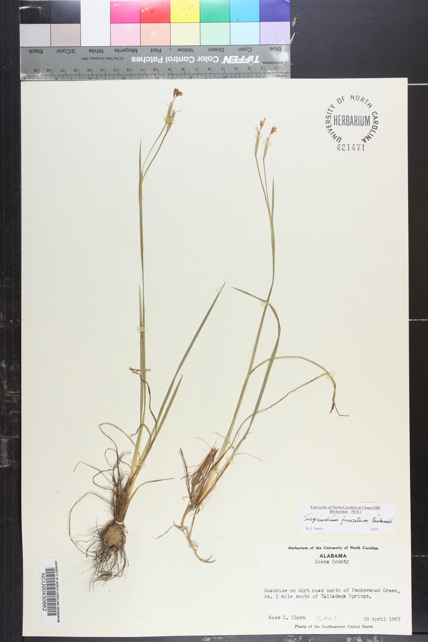 Sisyrinchium fuscatum image