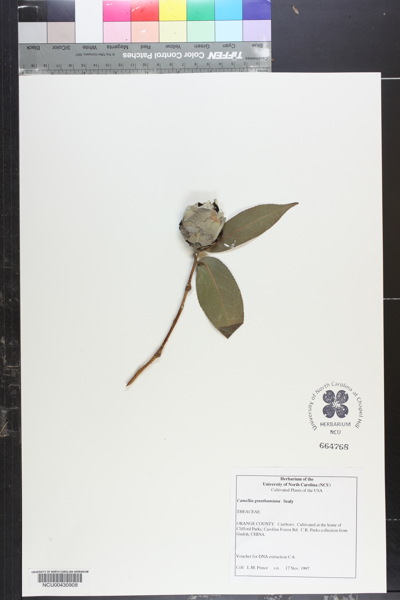Camellia granthamiana image