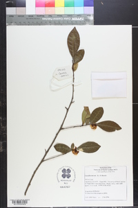 Camellia sinensis image