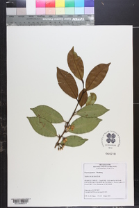 Cleyera japonica image