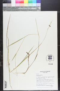 Leersia hexandra image