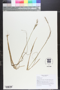 Aristida purpurascens image