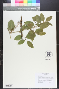 Smilax smallii image