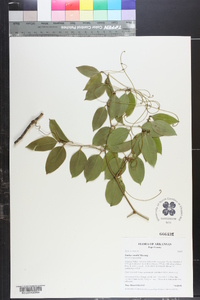 Smilax smallii image