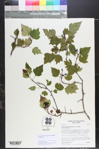 Crataegus phaenopyrum image