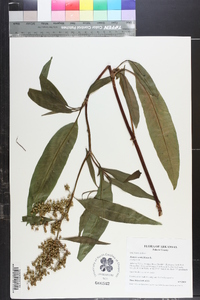 Rumex verticillatus image