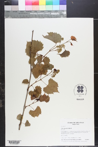 Vitis rupestris image