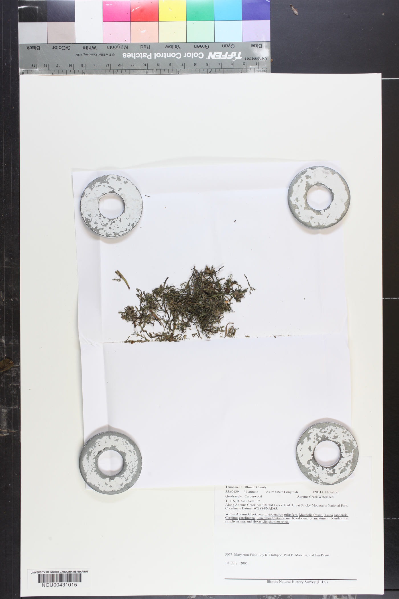 Podostemum ceratophyllum image