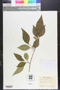 Forestiera acuminata image