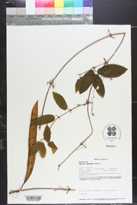 Bignonia capreolata image