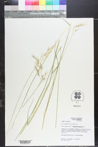 Danthonia sericea image