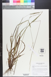 Paspalum setaceum var. muhlenbergii image