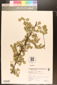 Crataegus integra image