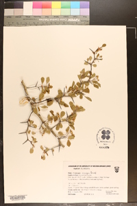 Crataegus condigna image