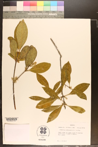 Osmanthus americanus image