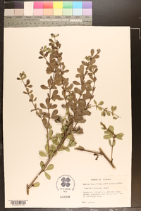 Baptisia hirsuta image