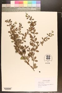 Baptisia hirsuta image