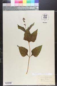 Salvia urticifolia image