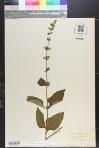 Salvia urticifolia image