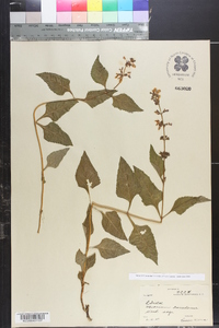 Salvia urticifolia image