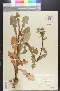 Sonchus oleraceus image