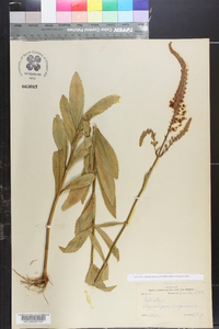 Physostegia virginiana image