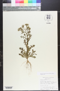 Senecio vulgaris image