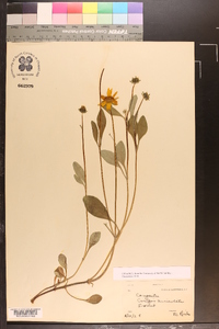 Coreopsis auriculata image