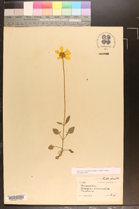 Coreopsis auriculata image