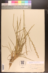 Lolium perenne subsp. multiflorum image