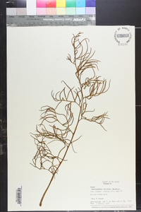 Ceratopteris deltoidea image