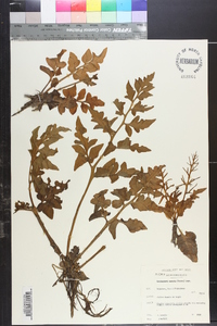 Ceratopteris cornuta image