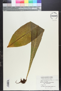 Campyloneurum phyllitidis image