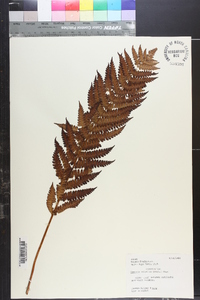 Osmundastrum cinnamomeum subsp. asiaticum image