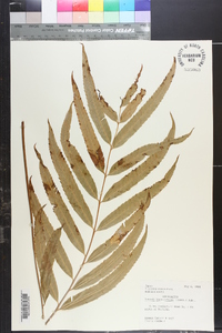 Plenasium banksiifolium image