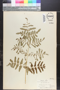 Osmunda japonica image