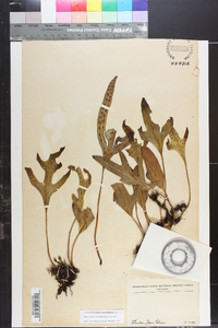 Phymatodes scolopendria image