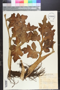 Ceratopteris cornuta image